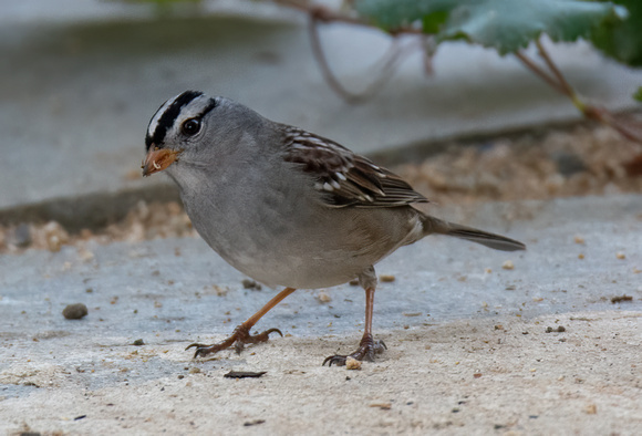 White-crowned Sparrow - Zonotrichia leucophyrs