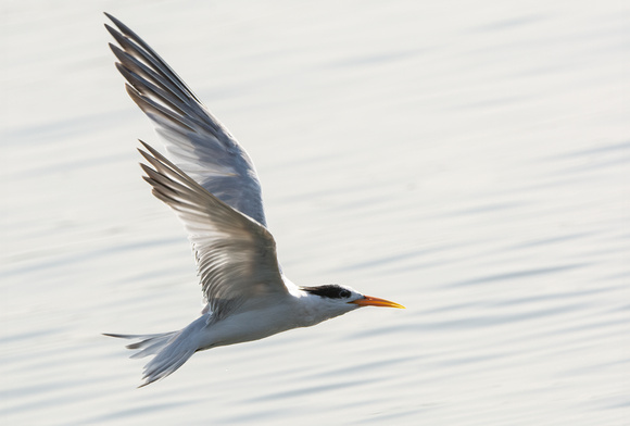 Elegant Tern - Thalasseus elegans