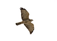 Broad-winged Hawk - Buteo platypterus