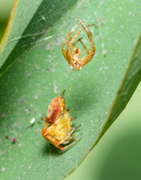 Spotted orbweaver - Neoscona sp.