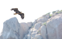 Bald Eagle - Haliaeetus leucocephalus