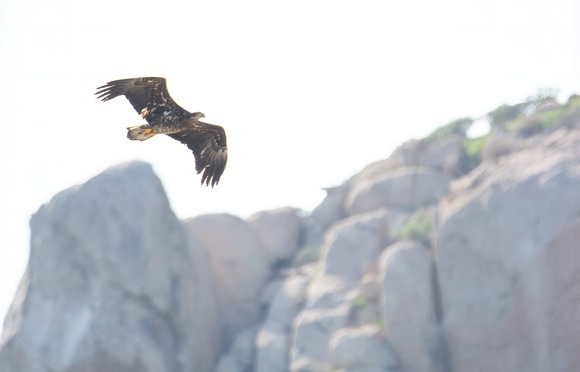 Bald Eagle - Haliaeetus leucocephalus