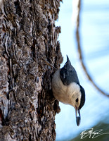 White-breasted Nuthatch - Sitta carolinensis