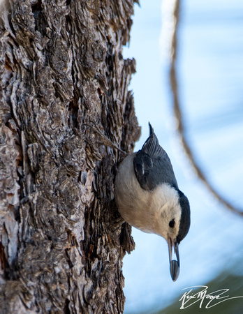 White-breasted Nuthatch - Sitta carolinensis