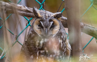 Long-eared Owl - Asio otus