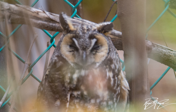 Long-eared Owl - Asio otus