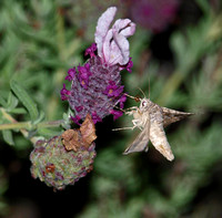 Looper moth - Autographa sp.
