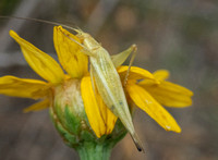 Four-spotted tree cricket - Oecanthus quadripunctatus