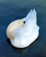 Mute Swan - Cygnus olor