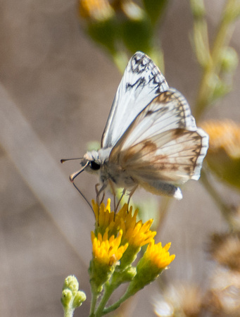 Northern White Skipper - Heliopetes ericetorum