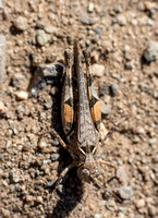 Texas range grasshopper - Psoloessa texana