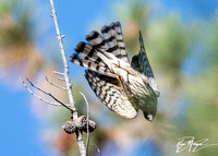 Sharp-shinned Hawk - Accipiter striatus