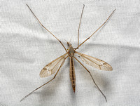 Crane fly - Tipula (triplicitipula) praecisa