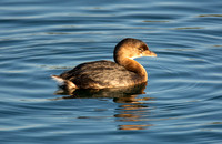 Pied-billed Grebe - Podilymbus podiceps