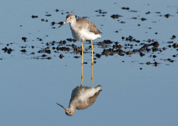 Greater Yellowlegs - Tringa melanoleuca