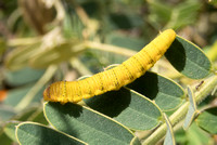 Cloudless sulphur - Phoebis sennae