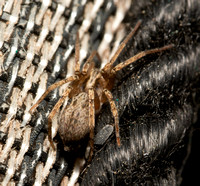 Ghost spider - Anyphaena sp.