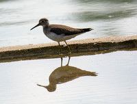 Solitary Sandpiper - Tringa solitaria