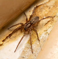 Ghost spider - Anyphaena sp.