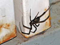 Western black widow - Latrodectus hesperus