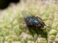 Flesh fly -Unidentified sp.