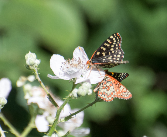 Variable checkerspot - Euphydryas chalcedona