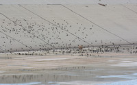 European Starling - Sternux vulgarus
