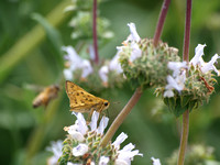 Black sage (Salvia mellifera)