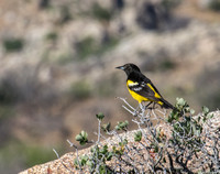 Scott's Oriole - Icterus parisorum
