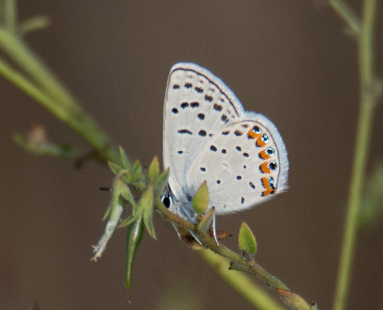 Acmon blue - Icaricia acmon