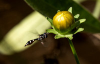 Four-Speckled Hoverfly - Dioprosopa clavata