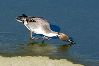 Northern Pintail - Anas acuta