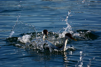 Western Grebe - Aechmophorus occidentalis