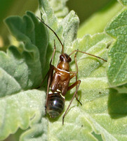 Plant bug - Closterocoris amoenus