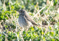 Sage Thrasher - Oreoscoptes montanus