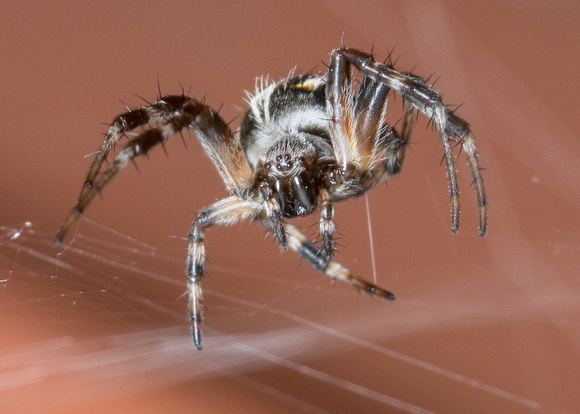 Orb weaver - Metepeira sp