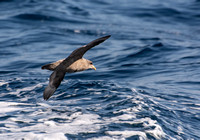 Northern Fulmar - Fulmarus glacialis