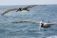 Brown Pelican - Pelecanus occidentalis