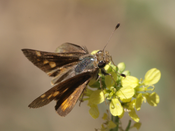 Typical wing position of skippers