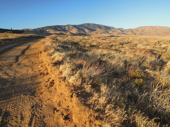 Native Bunchgrass Uplands