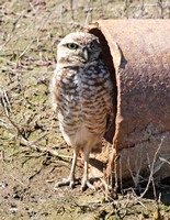 Burrowing Owl - Athene cunicularia