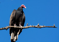 Turkey Vulture - Cathartes aura