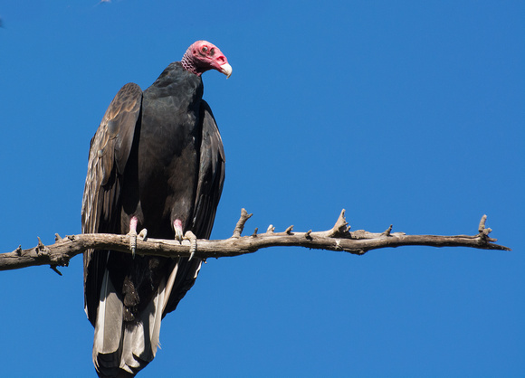 Turkey Vulture - Cathartes aura