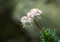 California buckwheat - Eriogonum fasciculatum foliolosum