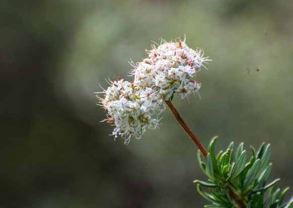 California buckwheat - Eriogonum fasciculatum foliolosum