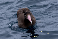 Short-tailed Albatross - Phoebastria albatrus