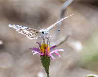 White checkered-skipper - Pyrgus albescens