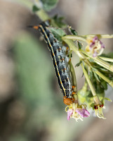White-lined sphinx - Hyles lineata