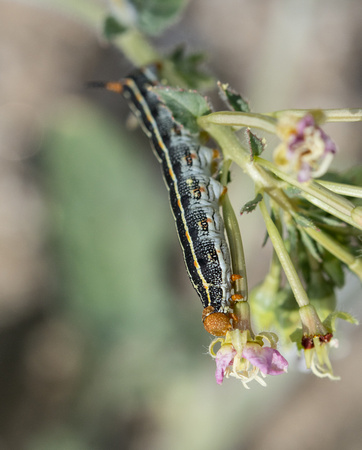 White-lined sphinx - Hyles lineata