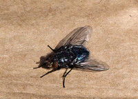 Bluebottle fly - Calliphora sp.